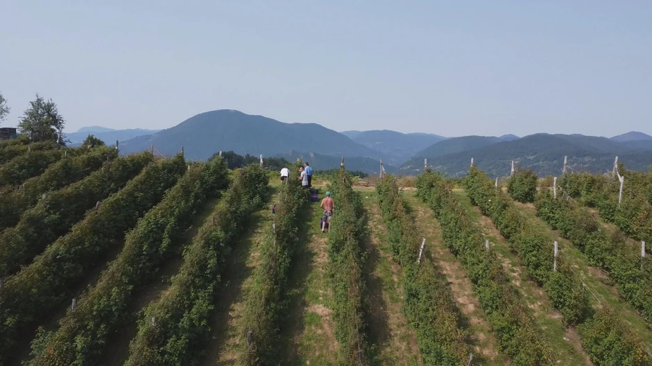 arilje-indijac-bere-maline-u-srbiji-fotorina3