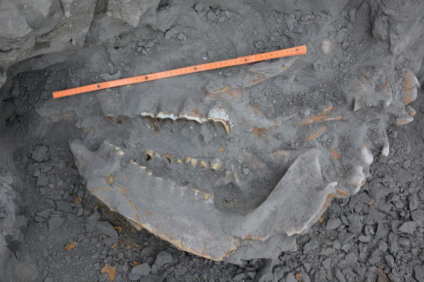 Kości prehistorycznego nosorożca