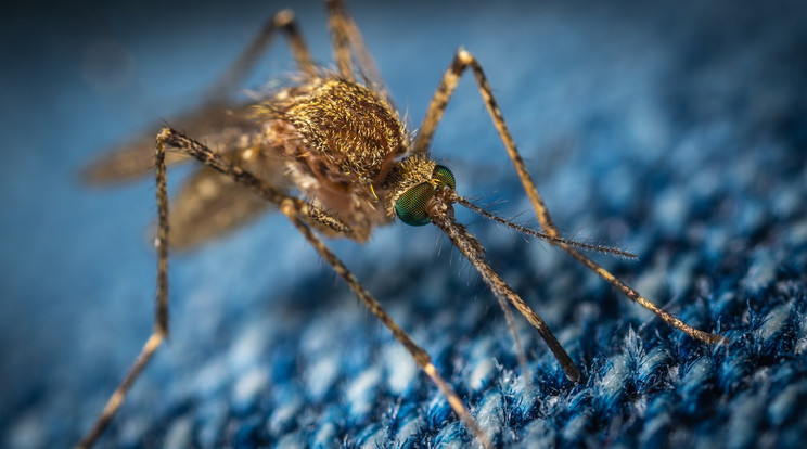 A csapadékos tavaszi időjárás miatt folyamatos a szúnyogok elleni védekezés/ Fotó: Pixabay