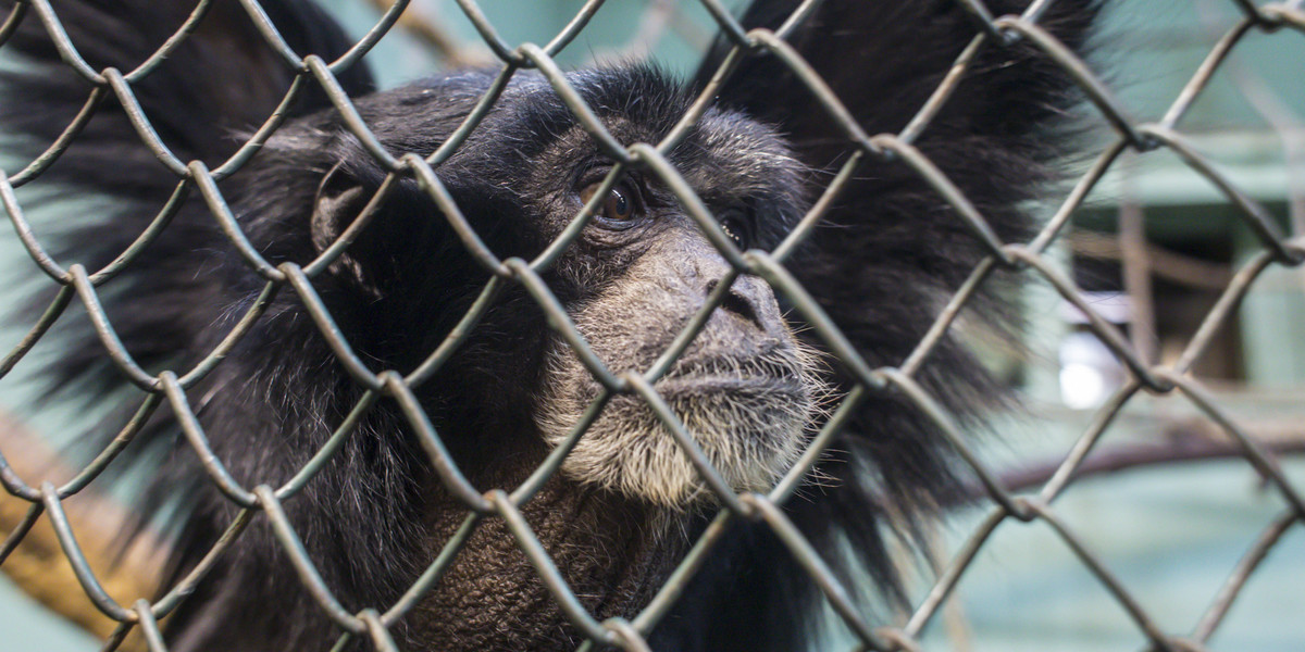 Fatalny stan ogrodów zoologicznych w Poznaniu