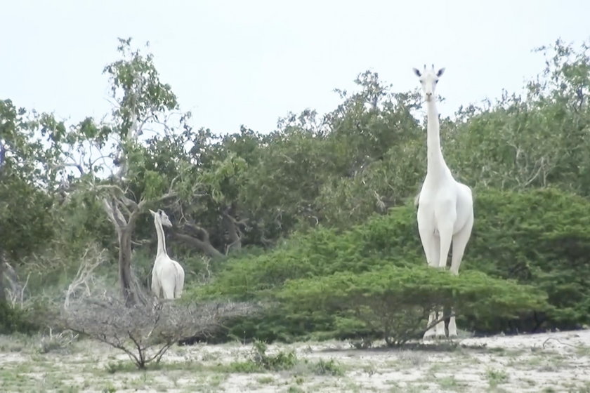 Sfotografowano białe żyrafy