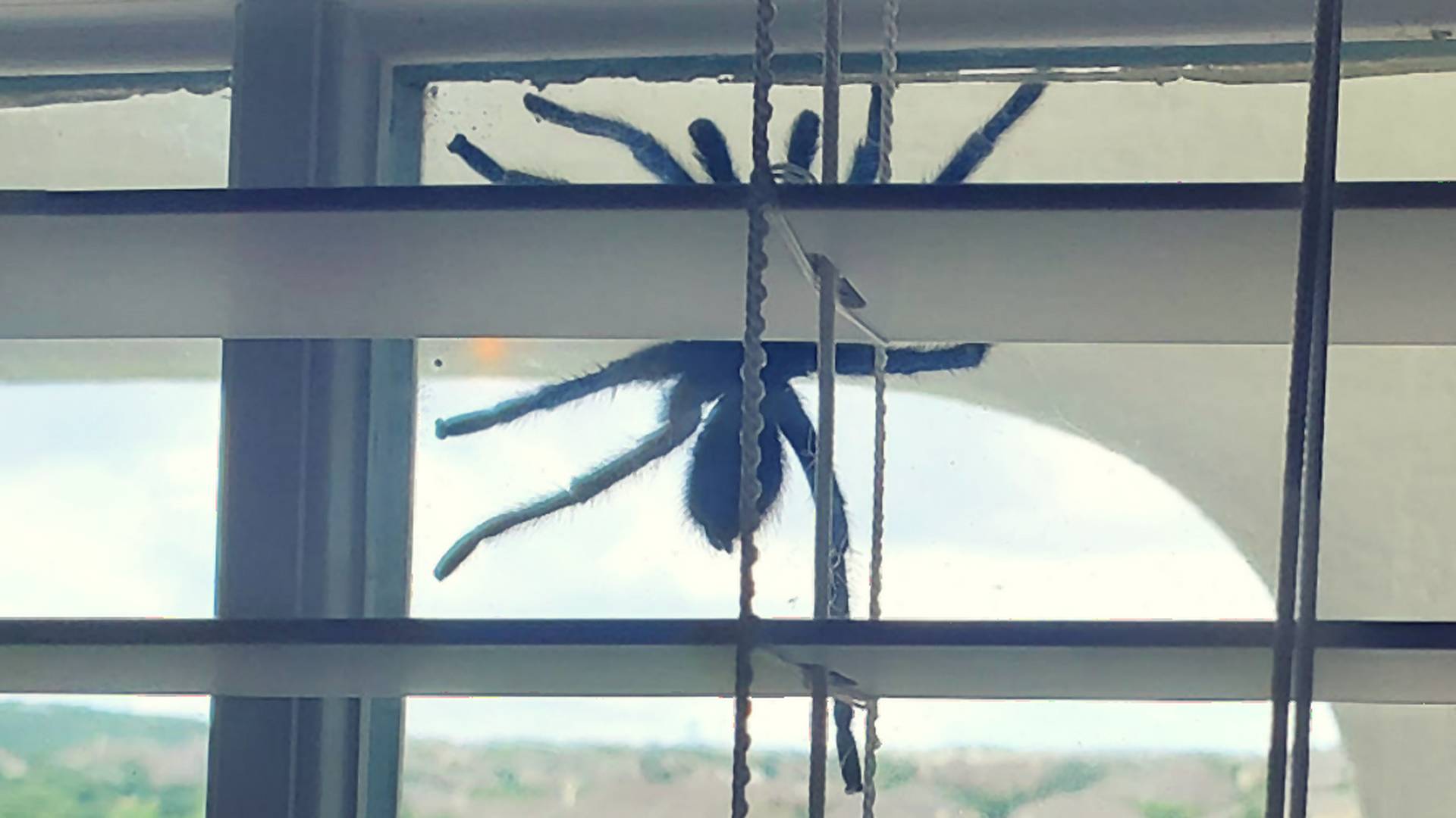 Husia koža zaručená: Žena našla na okne svojho domu obrovského pavúka