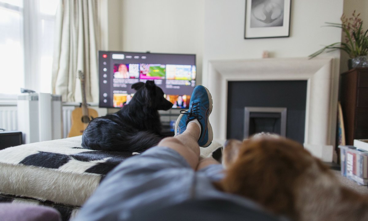 Psy oglądają telewizję. Mają choćby preferencje co do treści