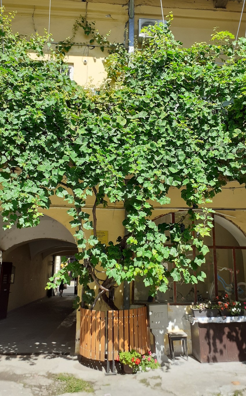 Gospodarska 4, Zemun