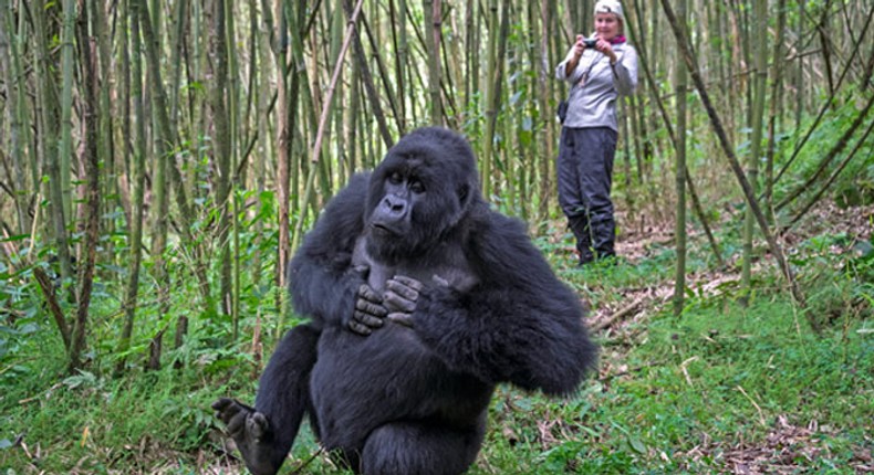 One of the mountain gorilla, Rwanda's main tourism attraction. (bwindinationalpark)