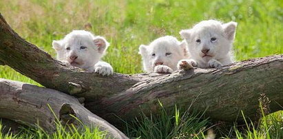 Urodziły się białe lwiątka. Zdjęcia!