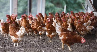 Eksperci alarmują: podstawowy produkt spożywczy podrożeje. Podwyżki "bardzo wyraźne i odczuwalne"