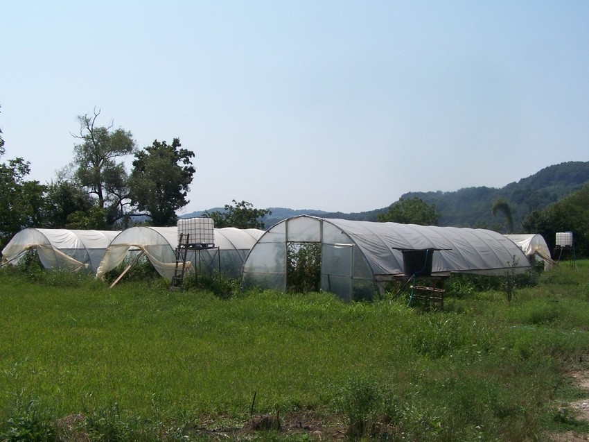 Gradska uprava daje podsticaje samo za uzgoj krastavaca