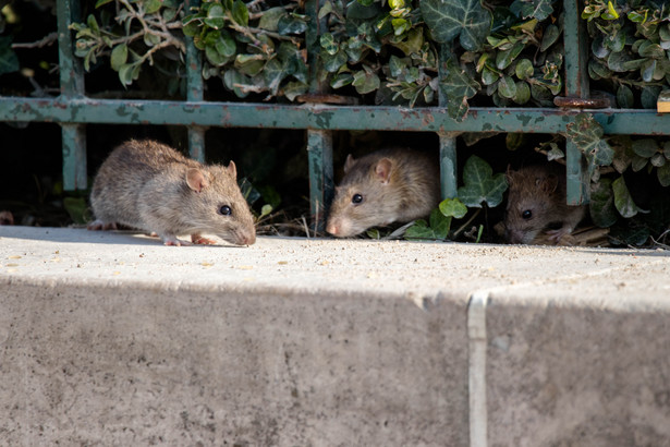 Szczury. Co odstrasza szczury? Domowe sposoby
