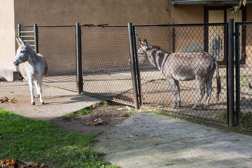 Seksafera w zoo