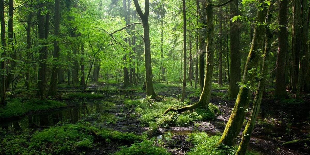 Puszcza Białowieska zniknie z listy UNESCO?