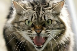 Facebook ma nowy biznesowy target. Niemieckie koty błyszczą w mediach społecznościowych