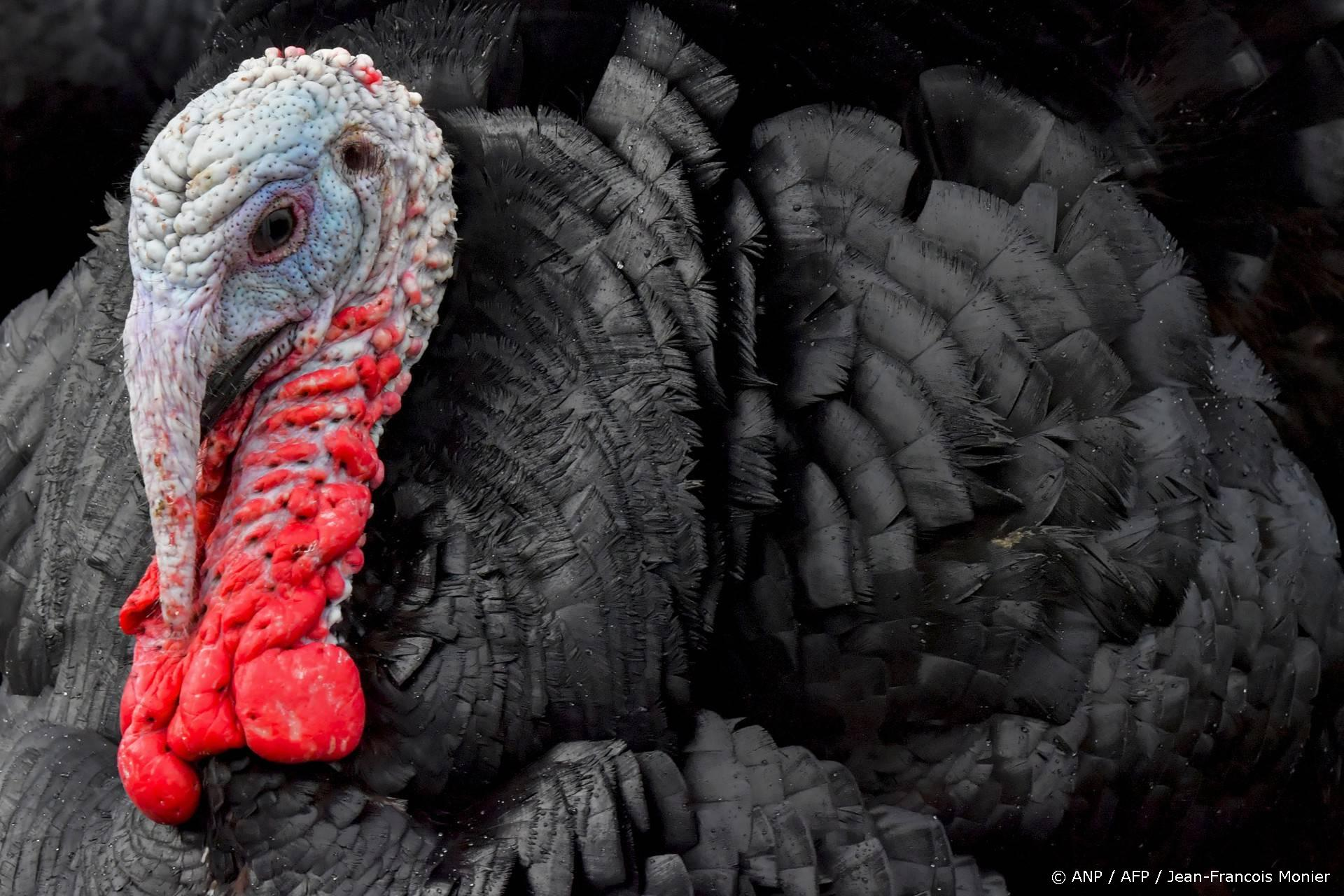 Kalkoenen dreigen schaars te worden met kerst: 20 Duitse bedrijven geruimd