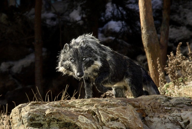 Polska premiera odbyła się w listopadzie 2007