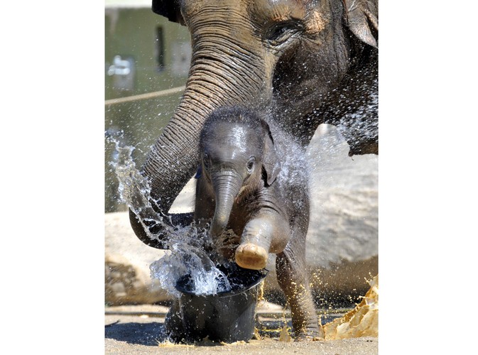 Trzytygodniowy maluch bawi się z matką w zoo w Monachium