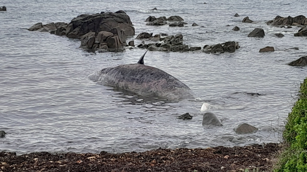 Tajemnicza śmierć rzadkich wielorybów. Morze wyrzuciło ich martwe, pokrwawione ciała na brzeg