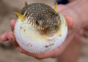 Fugu riba