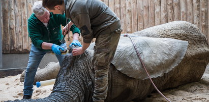 Słoń z poznańskiego zoo przeszedł operację. Ninio stracił cios