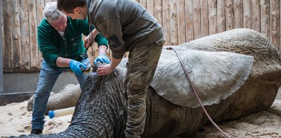 Słoń z poznańskiego zoo przeszedł operację. Ninio stracił cios