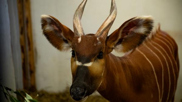 Bongo leśna nowa samica niezwykle rzadkiej antylopy we wrocławskim zoo