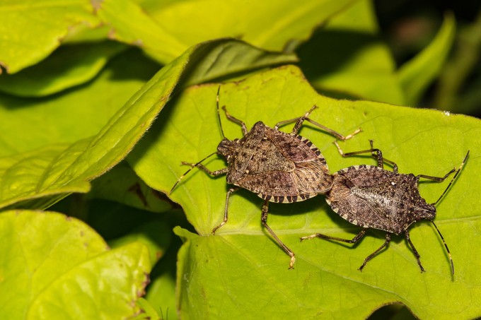 Térképen mutatjuk, hogy hol számíthat a poloskák őszi inváziójára