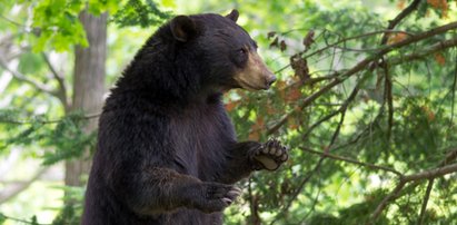 Nieproszony gość na urodzinowym pikniku. Matka zasłoniła oczy dziecku i zamarła w bezruchu