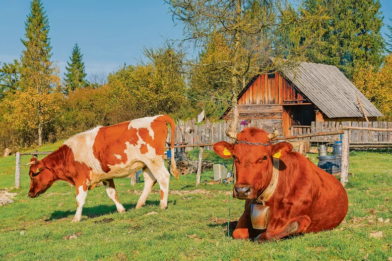Sa pet krava se teško živi, važna je pomoć države