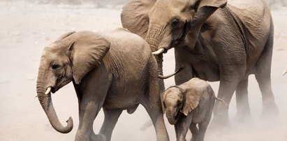 Stepujące słonie