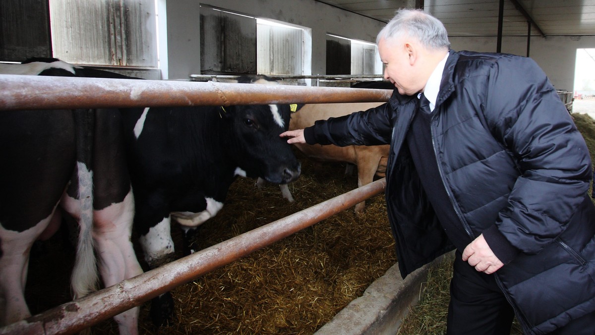 Prezes PiS Jarosław Kaczyński podczas wizyty w gospodarstwie rolnym w miejscowości Kiełczew