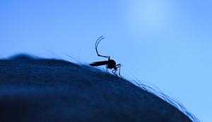 Multiple mosquito-borne illnesses are on the rise in the US, including triple E and West Nile.Soumyabrata Roy/Getty Images.