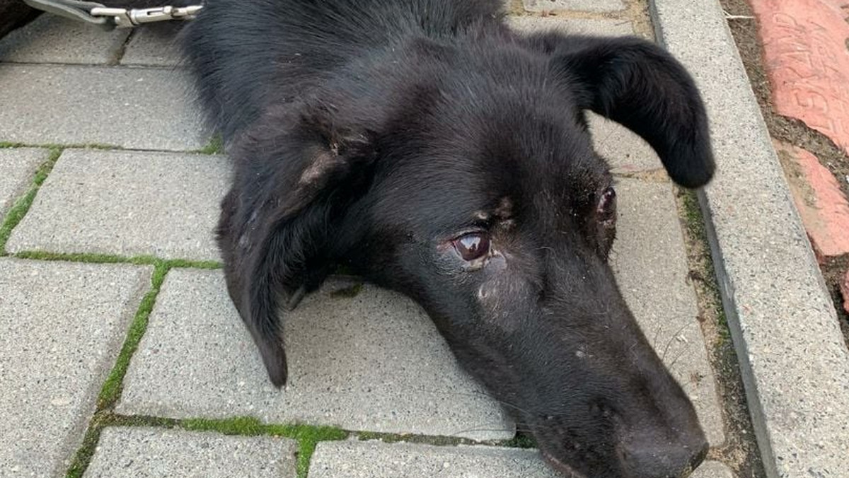 Czarnków. Policja poszukuje człowieka, który postrzelił z wiatrówki psa