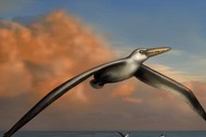 Pelagornis sandersi 