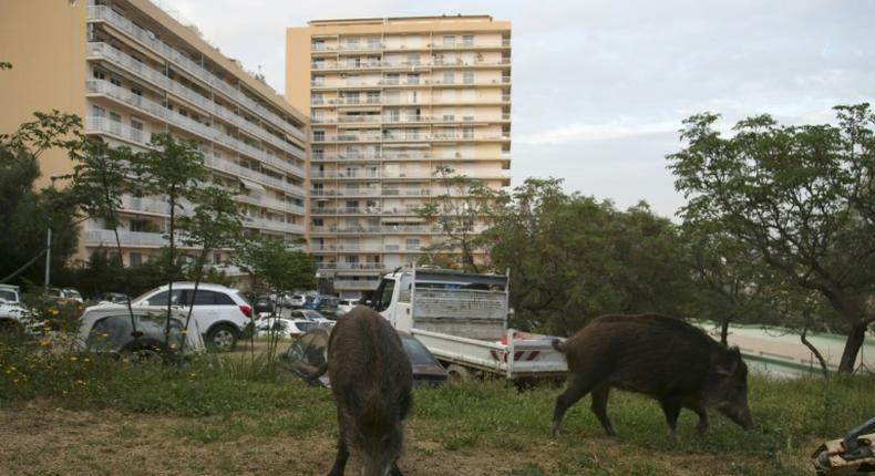 Wild boars eat the grass in a garden close to residential buildings in Ajaccio, Corsica, in April