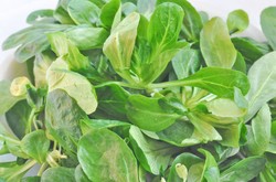 Roszponka oczyszcza krew z toksyn. Dlaczego jeszcze warto ją jeść?