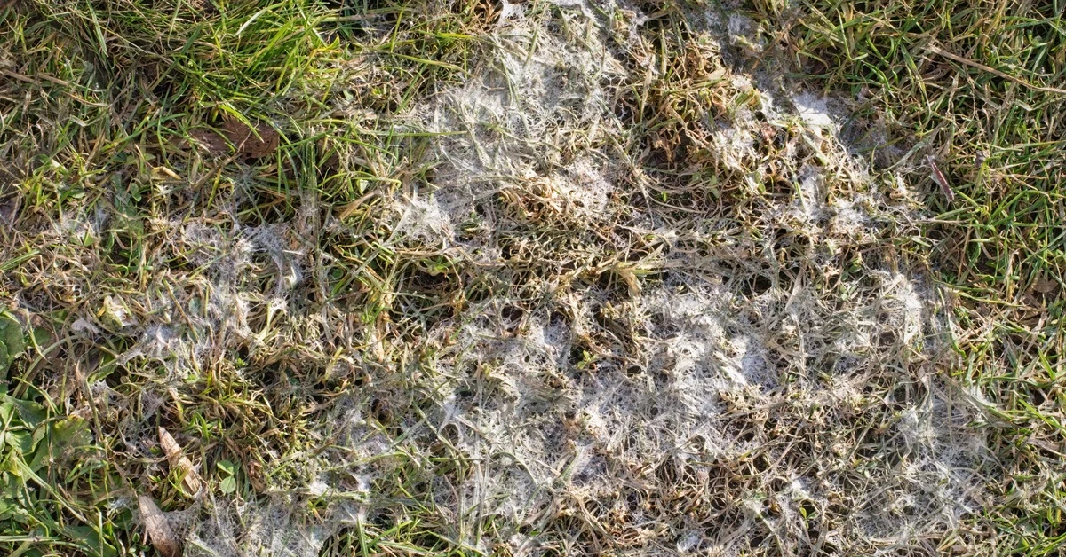 Czy można sypać śnieg na trawnik? Czym jest pleśń śniegowa?