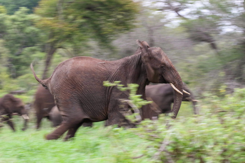Zdenerwowane stado słoni, Park Narodowy Krugera