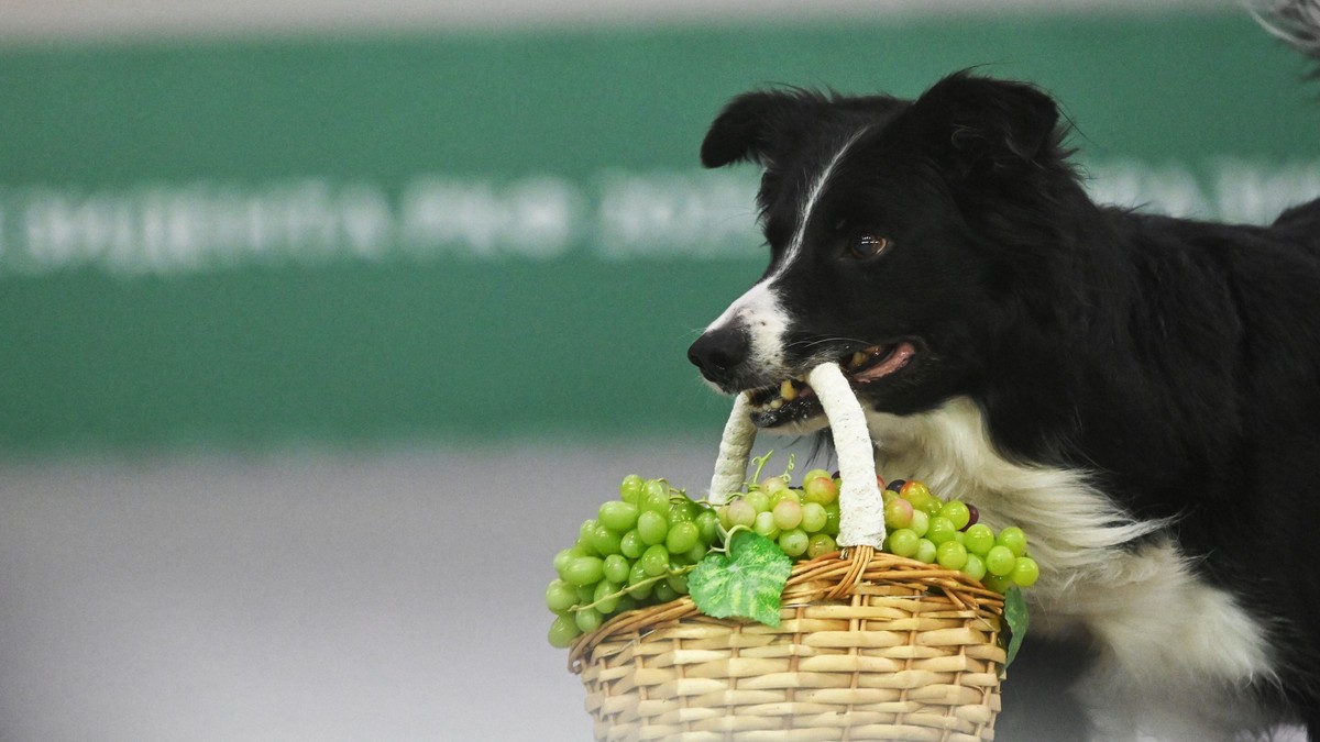 graničarski škotski ovčar