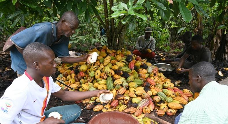 Cocoa farmers use hooked knives to break open the cocoa pods on a plantation near Sinfra in Ivory Coast's Central region