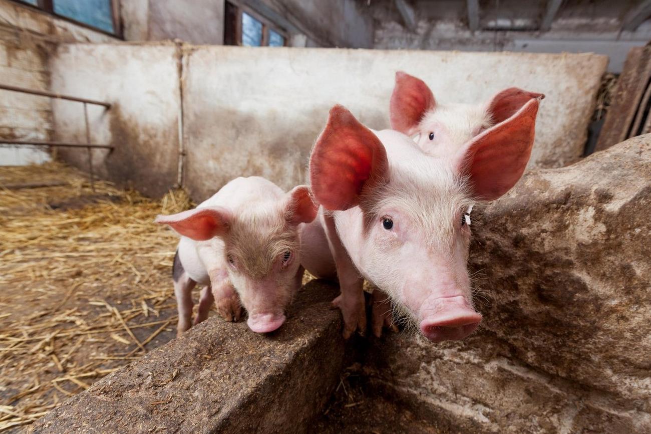 Hara zaraza: Potvrđeno 4.238 slučajeva afričke kuge svinja, eutanazirano 46.938 svinja