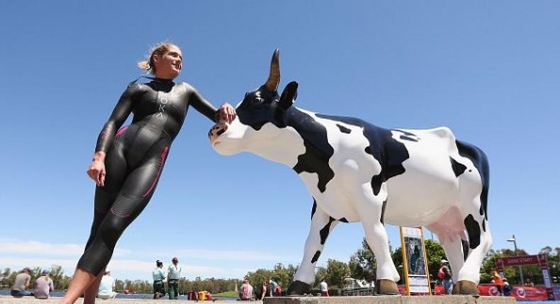 Taking selfies with cows goes viral on social media