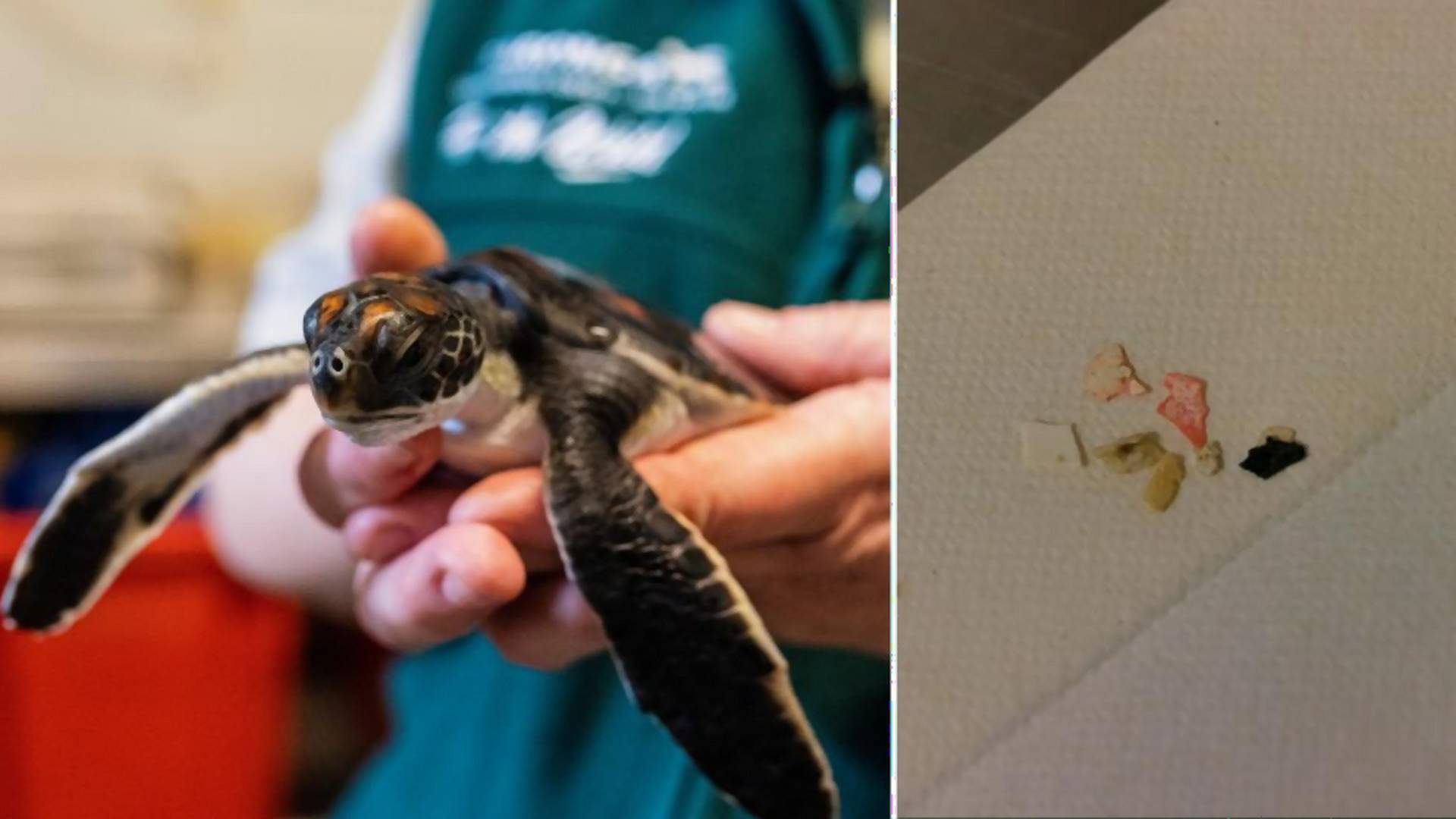 Mały żółw, uratowany na plaży w Sydney, przez sześć dni wypróżniał się plastikiem