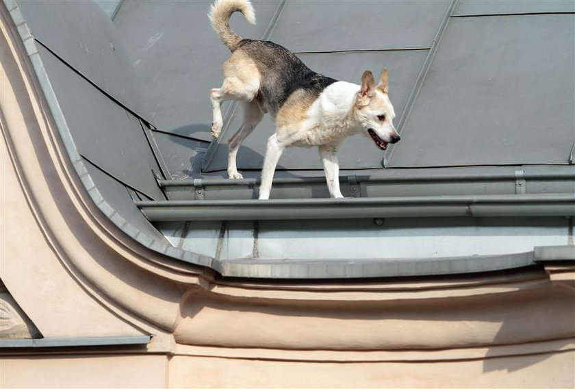Pies alpinista. Zdobył dach trzypiętrowej kamienicy! FOTO