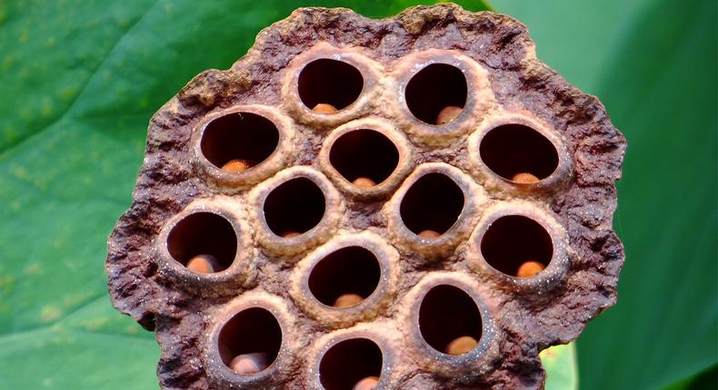 This image of a lotus seed pod may trigger disgust in people who report experiencing trypophobia.