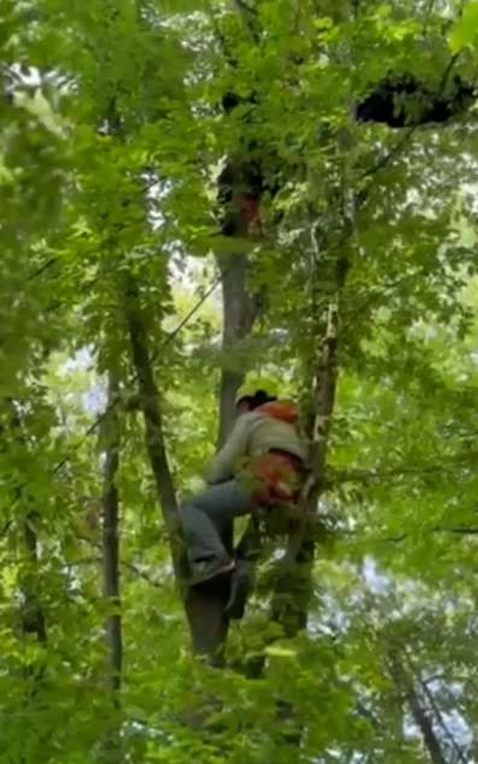 Čačak paraglajder pao u drveće