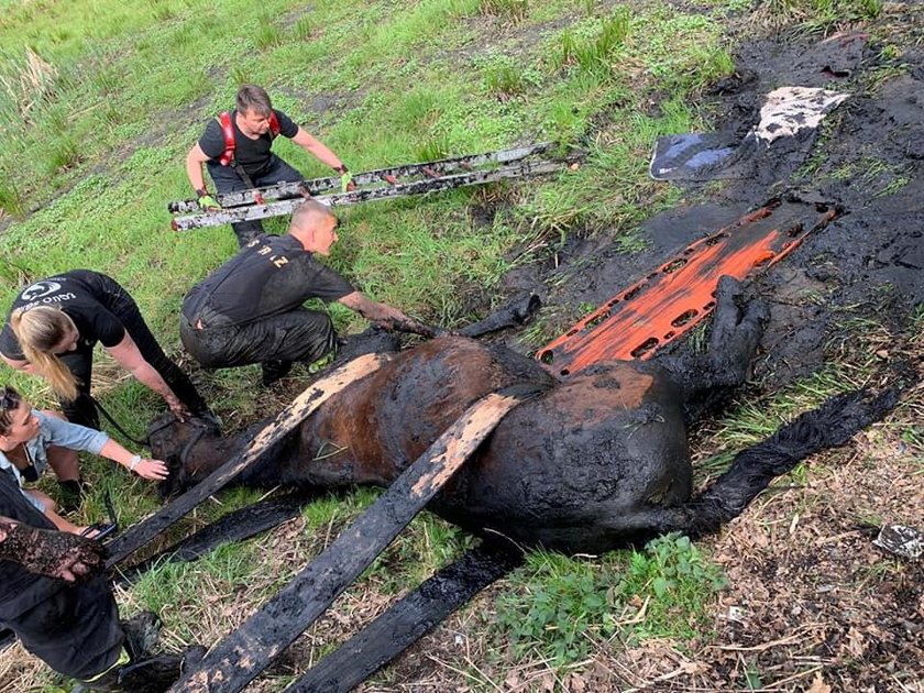 Bytom. Strażacy wyciągają konia z bagna