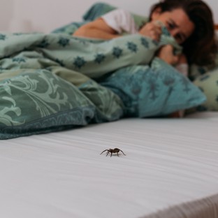 Tényleg lenyeljük a pókokat, miközben alszunk?