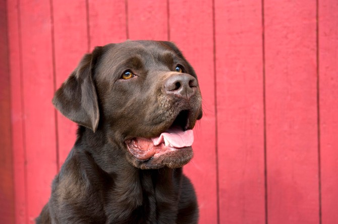 Labrador