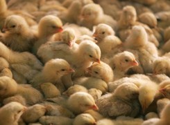 Wirus ptasiej grypy wykryty u człowieka. 'Granice międzygatunkowe przekroczone'