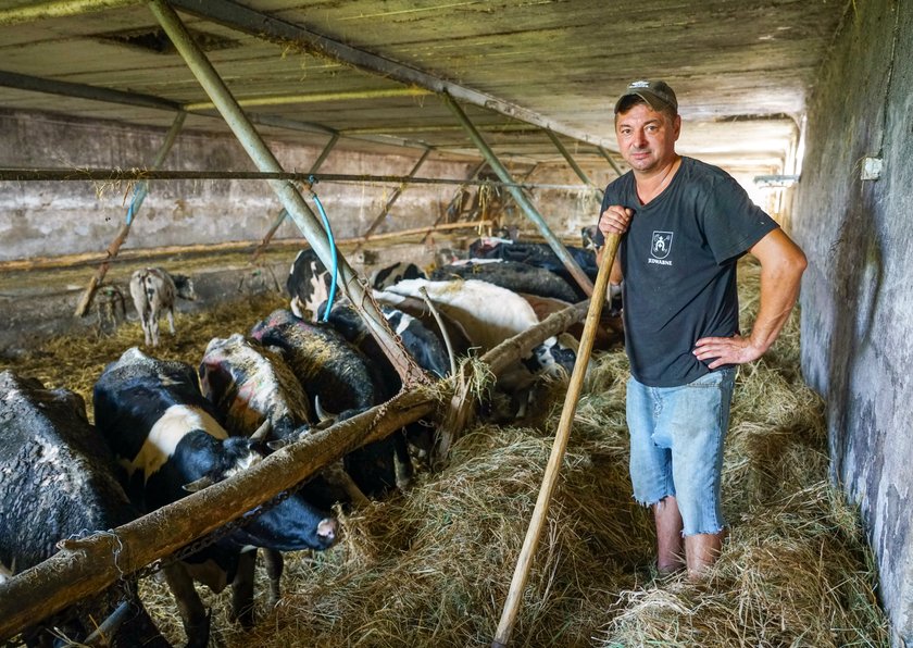 Tutaj dochodzą do siebie krowy, którym okrutni gospodarze zgotowali prawdziwe piekło