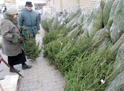 Choinki w cenie rządowego boeinga